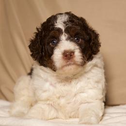 Bonnie - Brown and white female Bernedoodle puppy in Palmetto Bay, Florida from SOMIDOODLES