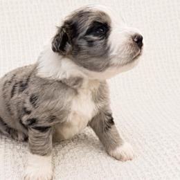 Autumn - Blue merle female Aussiedoodle puppy in Seguin, Texas from Navarro Royal Pups