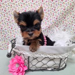 Foxi TEACUP - Blue and gold female Yorkshire Terrier puppy in Monticello, Iowa from Ashley’s Puppies