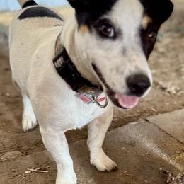 Shredder - Russell Terrier