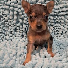 Willow - Blue merle female Chihuahua puppy in Branford, Florida from Mbjs Doxies and chihuahuas