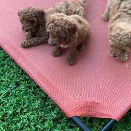 Goldendoodle Puppies from Skyline Doodles