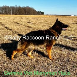 Gemma - German Shepherd