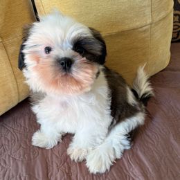 AKC Female Daisy, Champion Bloodline - Tricolor female Shih Tzu puppy in Long Beach, California from Shih Zu’s of Long Beach