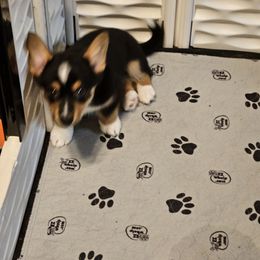 American Corgi and Pembroke Welsh Corgi Puppies from Clarence Corgis