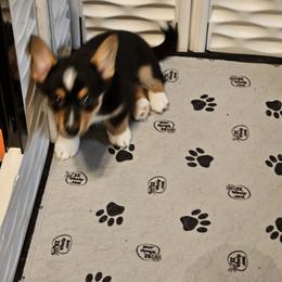 American Corgi and Pembroke Welsh Corgi Puppies from Clarence Corgis
