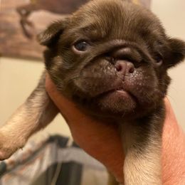 Dubai - Fawn male Pug puppy in Ridgefield, Washington from Cupid’s Pugs