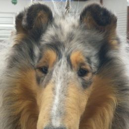 Collies from Kara Christo Collies