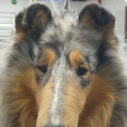 Collies from Kara Christo Collies