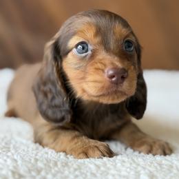 Alistair - Red male Dachshund puppy in Pflugerville, Texas from Dream A Dream Dachshunds
