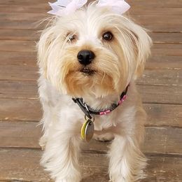 Violette - Yorkshire Terrier