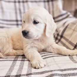 Black Collar - Light golden male Golden Retriever puppy in Coarsegold, California from Sierra Hills Retrievers