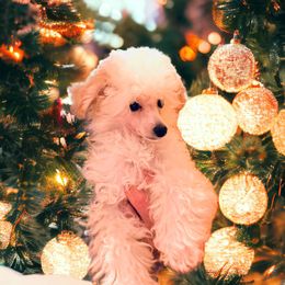 Poodle Puppies from Donna's Pups