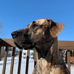 Fiona - Great Dane