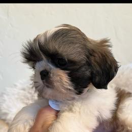 Remington -AKC Champion Bloodline - Black gold and white male Shih Tzu puppy in Long Beach, California from Prieto Shih-Tzu's