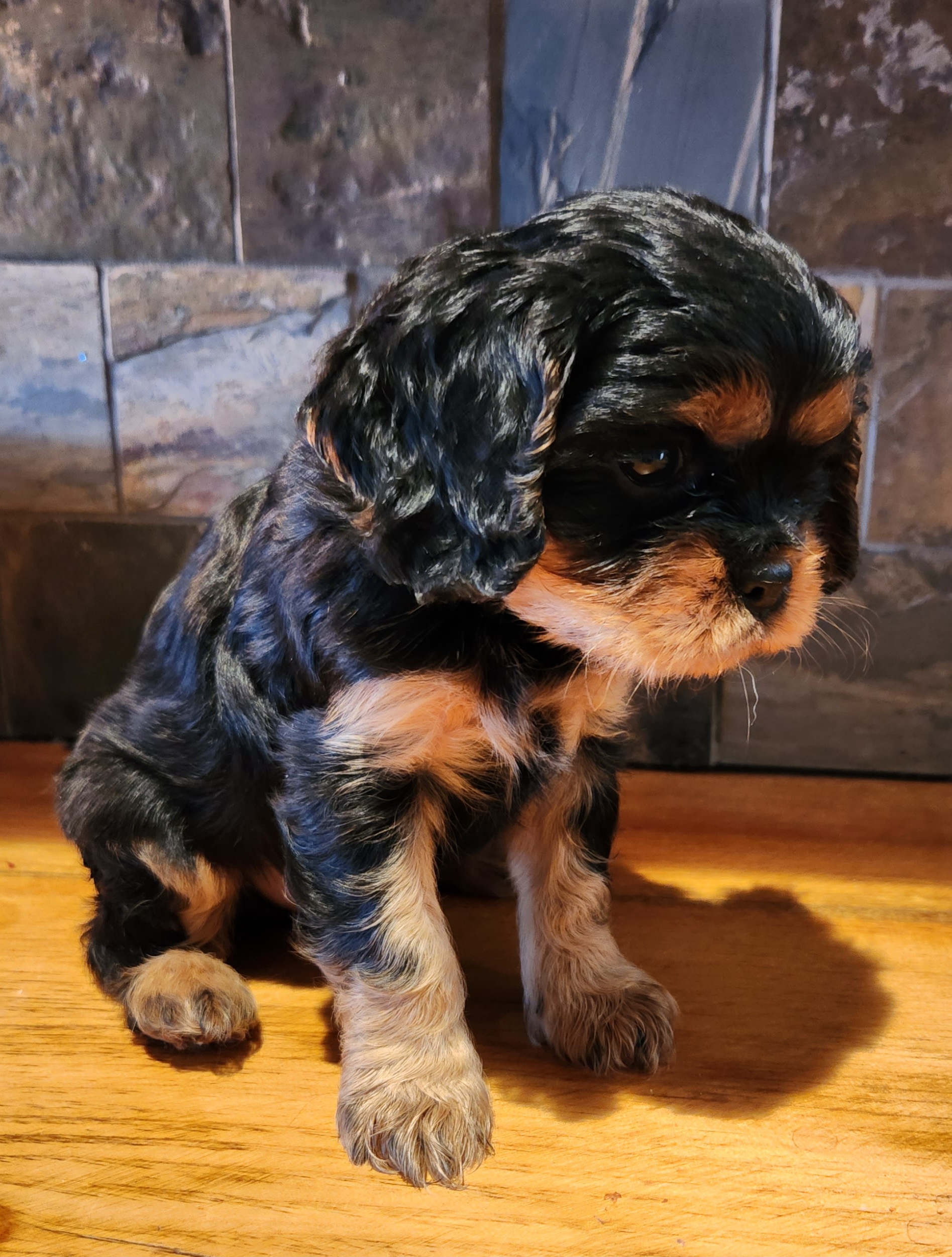 Boy 1 - Black and tan Cavalier King Charles Spaniel puppy in Hancock, Wisconsin from Wisconsin Cavaliers