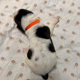 Orange - Black white and brown male Basset Hound puppy in Columbia, South Carolina from Pawmetto Hounds