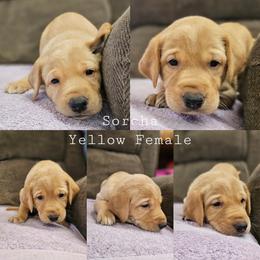 Sorcha - Yellow Collar - Yellow female Labrador Retriever puppy in Boyd, Minnesota from Lindley Labradors