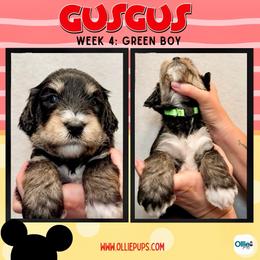 Gus Gus (Green) - male Golden Mountain Doodle puppy in Boiling Springs, South Carolina from OlliePups, LLC