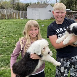 Old English Sheepdog Puppies from Heavinly Blessings Farm Pups - Old English Sheepdog Puppies