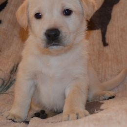 Reno Sacramento Faith - Yellow female Labrador Retriever puppy in Spring Creek, Nevada from Badland Kennel