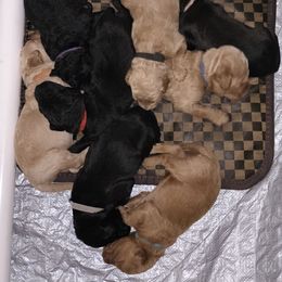 Goldendoodle Puppies from Izzy's Doodles