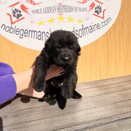 Black male 2 - Black male German Shepherd puppy in Hollis Center, Maine from Noble German Shepherds of Maine
