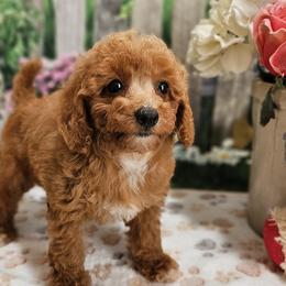 Aussiedoodles, Cavalier King Charles Spaniels, Cavapoos, and Poodles from Leerose Puppies