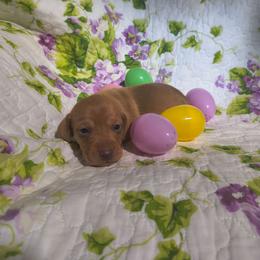 Rocky - Red male Dachshund puppy in Opelika, Alabama from Dachshund Darlins