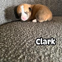 Clark - Red male Pembroke Welsh Corgi puppy in Denver, Colorado from Monarch Corgis