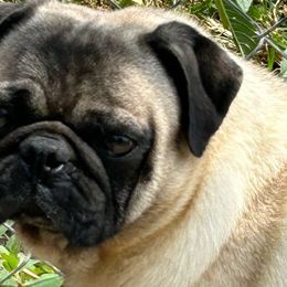 Buddy - Pug