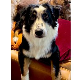 Don Henley (Henley) - male Australian Shepherd puppy in Mid West, Illinois from Water's Edge Aussies