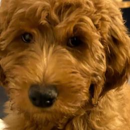 Goldendoodles from The Doods Spot