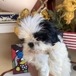 Boy 1 - Black and white Shih Tzu puppy in Troy, Michigan from "Shihtzu Best Friend"