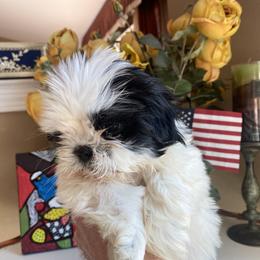Boy 1 - Black and white Shih Tzu puppy in Troy, Michigan from "Shihtzu Best Friend"