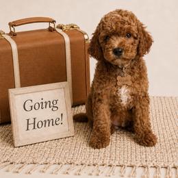 Woody - Red  male Goldendoodle puppy in Hot Springs, Arkansas from Hot Springs Kennels