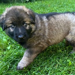 German Shepherd Puppies from Lucas Fiedler