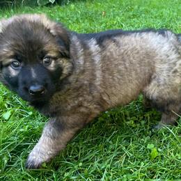 German Shepherd Puppies from Lucas Fiedler