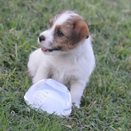 Girl 3 - Tri-color female Russell Terrier puppy in Oklahoma from Elite Russell Terriers