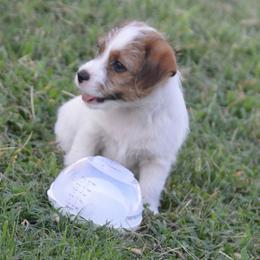 Girl 3 - Tri-color female Russell Terrier puppy in Oklahoma from Elite Russell Terriers