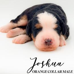 Joshua - Tri-color male Bernedoodle puppy in Tipton, Indiana from Country Creek Doodles