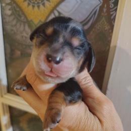 Boy 2 - Dapple male Dachshund puppy in Clayton, Indiana from Love Struck Miniature Dachshunds
