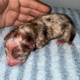 Tater Tot - Red merle male Australian Shepherd puppy in Anniston, Alabama from All Hale Aussies