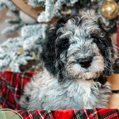 Mint Tea - Merle Double Doodle puppy in Palmetto Bay, Florida from Coral Gables Doodles