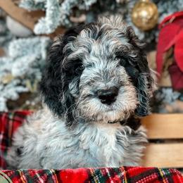 Mint Tea - Merle Double Doodle puppy in Palmetto Bay, Florida from Coral Gables Doodles