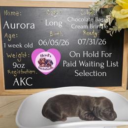 Aurora - Brindle female Dachshund puppy in Hoquiam, Washington from Heyd's Mini Dachshunds
