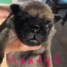 Honeybee - Fawn female Pug puppy in Madera, California from Hills Pugs