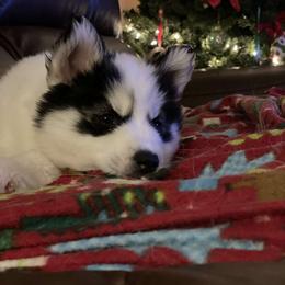 Siberian Husky Puppies from Royal Siberian AKC Huskies
