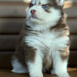Grahm - Red and white male Pomsky puppy in Casa Grande, Arizona from Arizonas Pomsky Squad