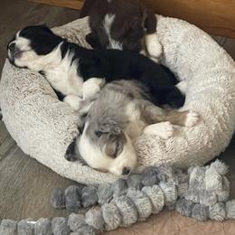 Miniature Australian Shepherd puppies from August Oaks Aussies